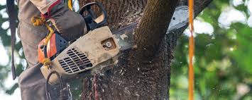 Best Tree Mulching  in Princeton, FL
