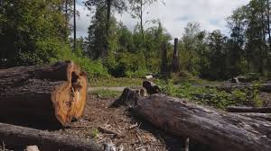 Best Fruit Tree Pruning  in Princeton, FL