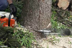Best Tree Maintenance Programs  in Princeton, FL