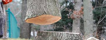 Princeton, FL Tree Services Company