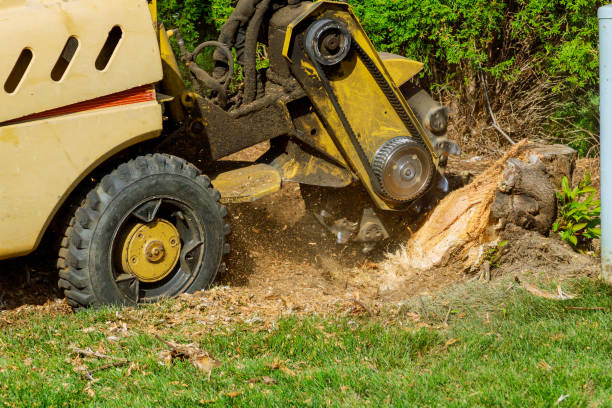 Best Lawn Drainage Solutions  in Princeton, FL