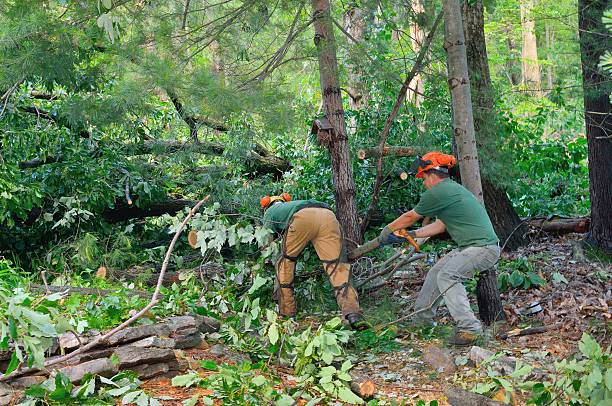 How Our Tree Care Process Works  in  Princeton, FL