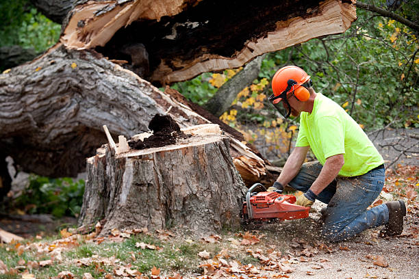 Best Commercial Tree Services  in Princeton, FL