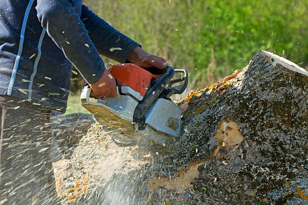 Best Lot and Land Clearing  in Princeton, FL