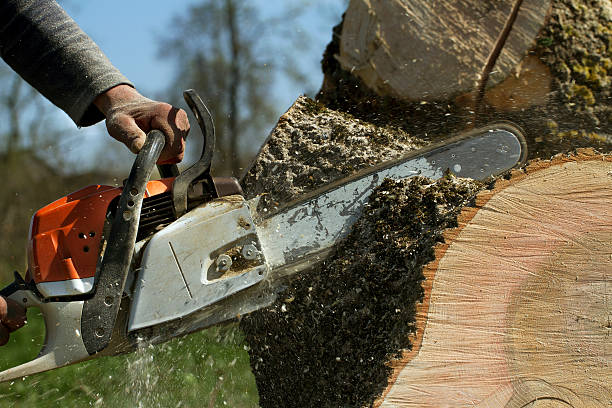Best Tree Health Inspection  in Princeton, FL