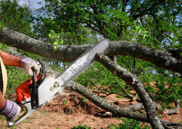 Best Lawn Mowing  in Princeton, FL
