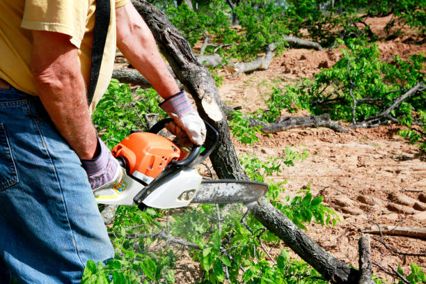 Best Hazardous Tree Removal  in Princeton, FL